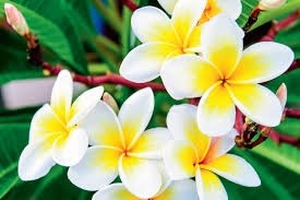 FRANGIPANI ABSOLUTE
