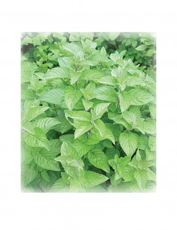 SPEARMINT ORGANIC